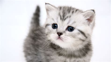 Wallpaper Cute Kitten Cat 1920x1200 Hd Picture Image