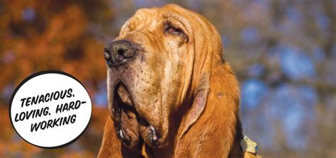 The Bloodhound Modern Dog Magazine