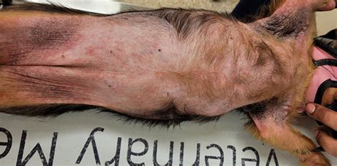 Canine Atopic Dermatitis Update On Treatment Options Veterinary