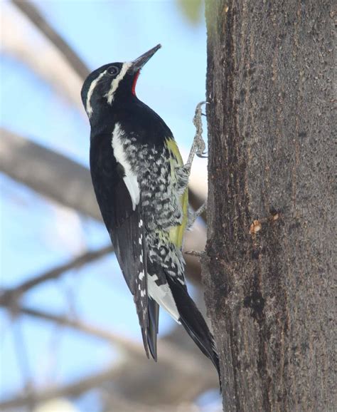 Woodpeckers In Minnesota 11 Species With Pictures Wild Bird World