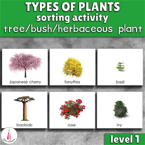Types Of Bushes Garden Plantation