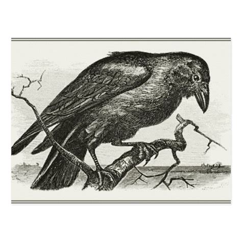 Vintage Raven Woodcut Postcard Zazzle Woodcut Raven Crow Art