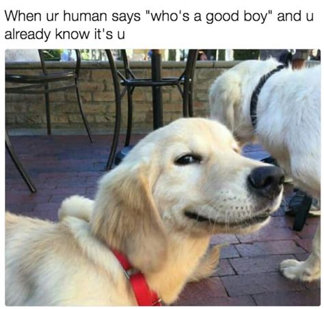 100 Dog Memes That Prove The Internet Is Not All Made Out From Cats