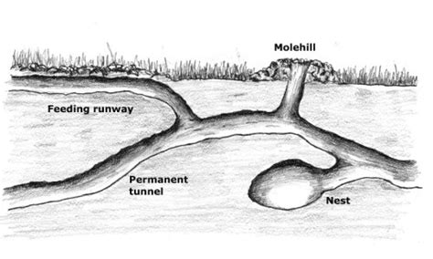 Much Ado About Moles Finegardening