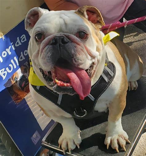 Loving english bulldog puppies from experienced bulldog breeders in jacksonville, fl. Available for Adoption