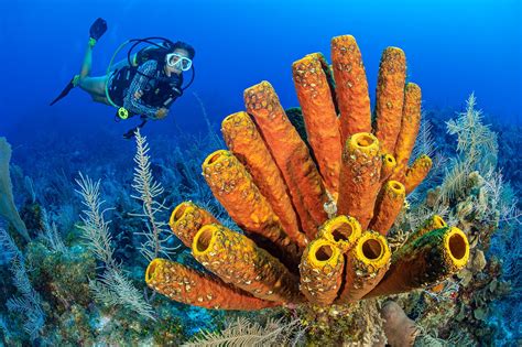 There Is No Better Time To Enjoy Caymans Wonderful World Of Sponges