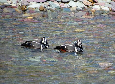Dawn Chorus The Quest For Harlequin Ducks In Glacier National Park