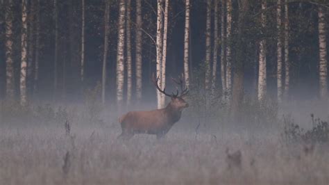 Wildlife In Latvia Youtube