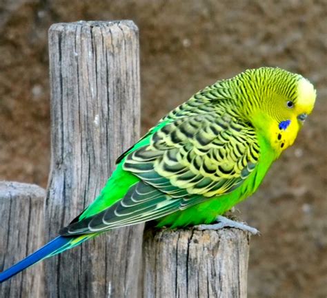 How To Know The Age Of Budgerigar