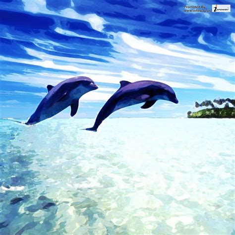3d Dolphin Wallpaper Wallpapersafari