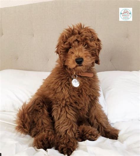 Boston F1b Red Mini Goldendoodle From Copper Canyon Doodles Perros