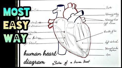 Human Heart Diagram How To Draw In Most Easy Way For Class 11th
