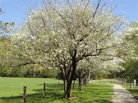 The Best Trees For Any Backyard Dogwood Landscaping