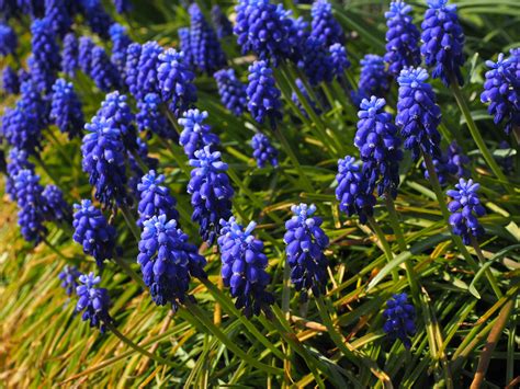 Free Images Muscari Flowers Blue 1117845