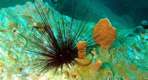 What Do Sea Urchins Eat How They Get Food