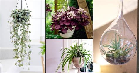 13 Types Of Hanging Plants Best Plants To Hang India Gardening