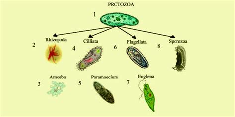 Check spelling or type a new query. Protista Kingdom & Characteristics | Protista Examples