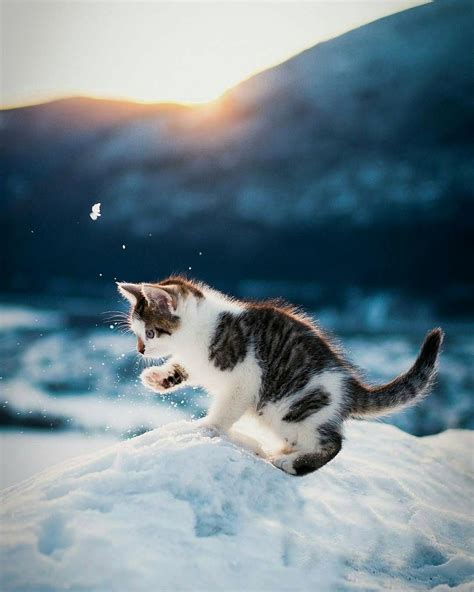 4 380 Vind Ik Leuks 16 Reacties Cat Lovers World® Catsloversworld Op Instagram Best Cats