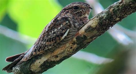 Common Nighthawk Introduction Neotropical Birds Online Nocturnal