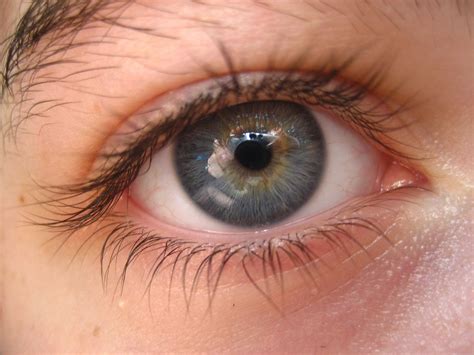 Multi Colored Eye Gray Eyes Amber Eyes Color Eyes