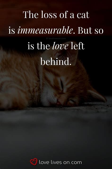 For My Beloved Kitty😢😢😢 Pet Quotes Cat Pet Loss Quotes Animal Quotes