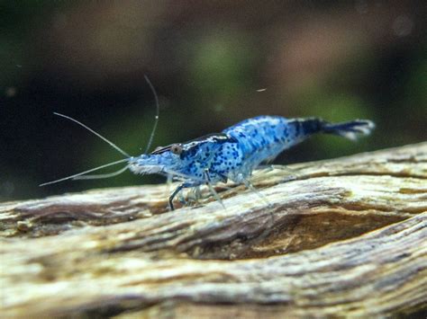 Blue Rili Shrimp Neocaridina Davidi Tank Bred Freshwater Aquarium