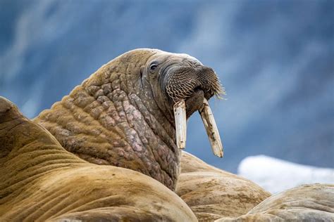 A Welcome Comeback For Norways Walruses Science Smithsonian Magazine