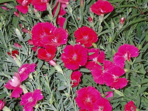 Full sun to part shade annual flowers for sun - DriverLayer Search Engine