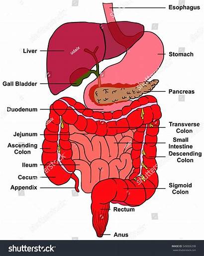 Human Digestive Anatomy System Appendix Diagram Liver