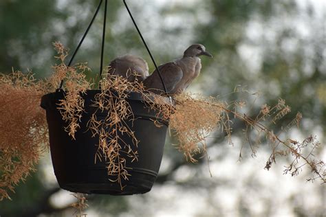 Free Stock Photo Of Baby Birds Dove Hatch