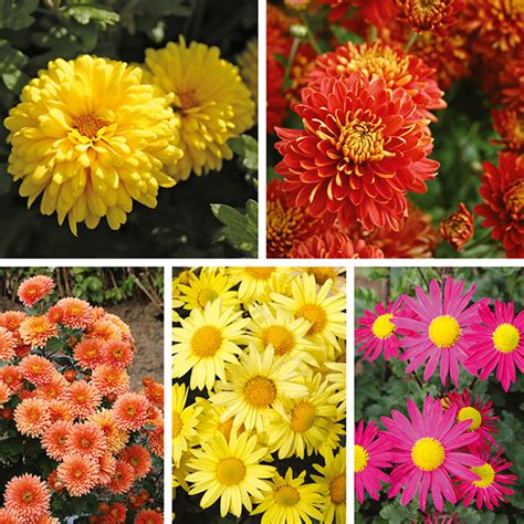 Garden Hardy Mums 10 Plant Chrysanthemum Collection Woolmans