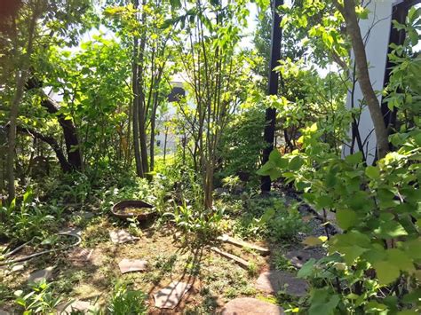 雑木の庭のリフォーム - ふわりのにちにち ～造園家・野草家の武蔵野の山野草と雑木の庭づくり～