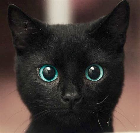 Turquoise Tinted Cat Eyes Pretty Cats Cute Animals Cute Cats