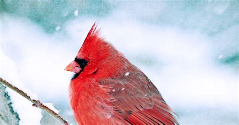 The Cardinal Bird Usa Beauty Of Bird