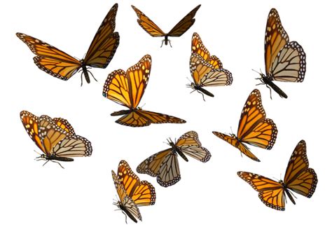 Monarch Butterfly Png File Png All Png All