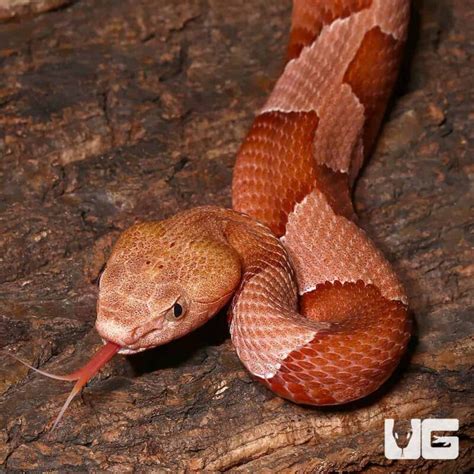 Baby Copperhead Snakes For Sale Reptiles For Sale