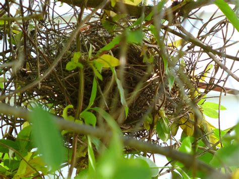 Species In My Yard Part Two Three Bird Nests