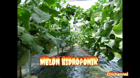 Ladang Melon Secara Hidroponik Hasil Lumayan Jimat Baja Youtube