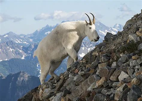 Mountain Goat Facts Anatomy Diet Habitat Behavior Animals Time