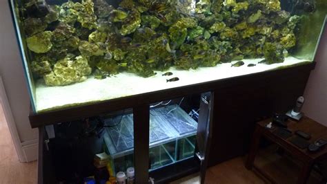 How To Set Up A Hospital Quarantine Fish Tank Tropical Fish Site