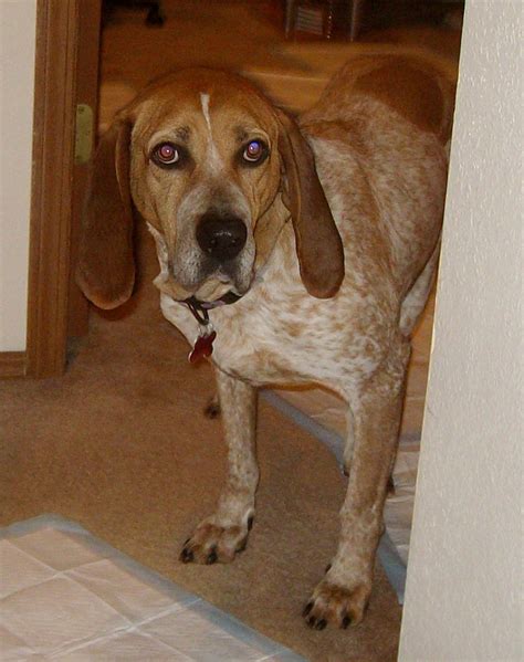Such A Cute Face English Coonhound Coonhound Cute Faces