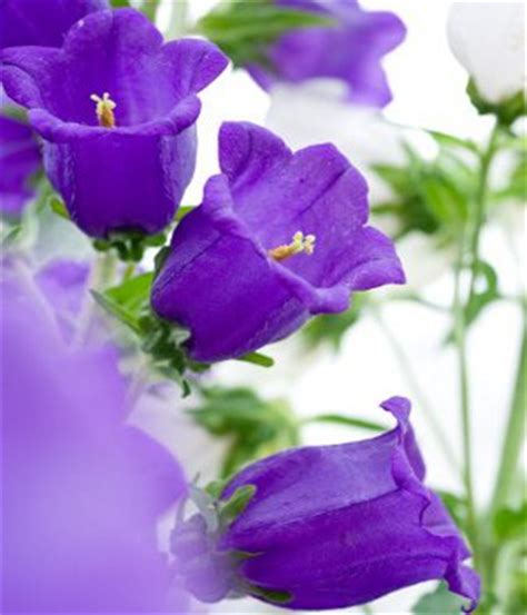 Add purple flowers to your entryway so that guests feel calm and welcome upon entry. Purple Flower Names - Enlisted With a Beautiful Photo Gallery