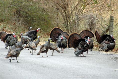 Flock Of Wild Turkeys Flickr Photo Sharing