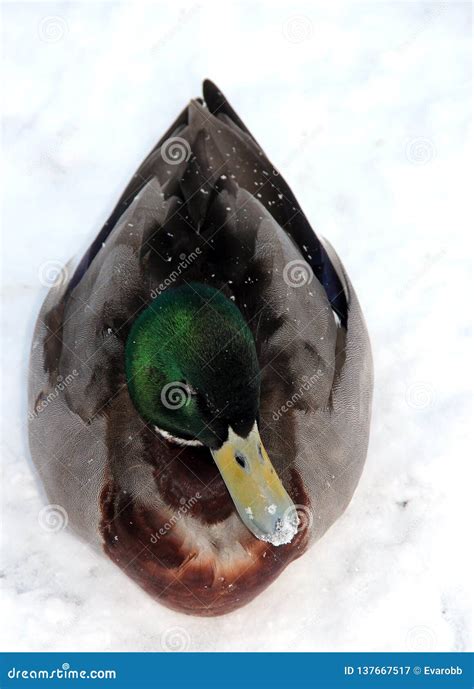 Duck Male Laying Down In Snow Stock Image Image Of Feathers