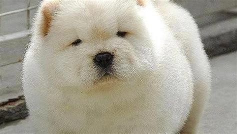 10 Dogs That Look Like Polar Bear Cubs The Dog People By