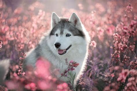 Siberian Husky Wallpaper ~ Siberian Huskies Wallpapers 86 Images