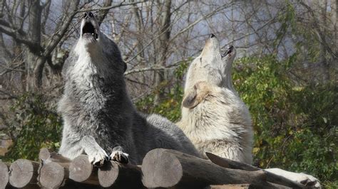 Beautiful Wolves Howl A Duet Beautiful Wolves Wolf Howling Wolf
