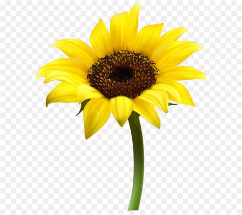 Common Sunflower Clip Art Sunflowers Png Download 537600 Free
