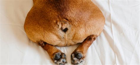 Can Dogs Get Hemorrhoids Types Symptoms And Causes Explained