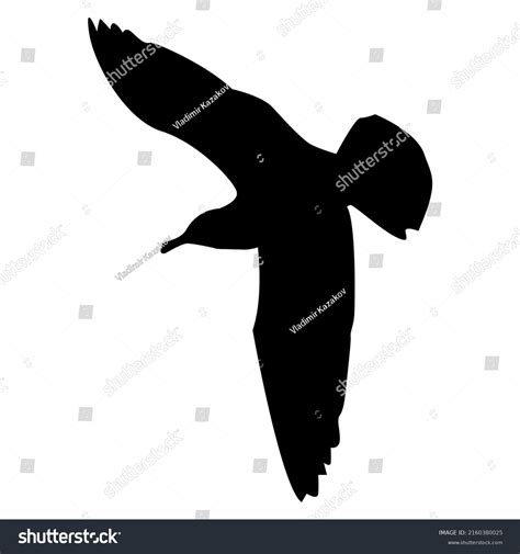 Bottom View Flying Seagull Silhouette Spread Stock Vector Royalty Free 2160380025 Shutterstock
